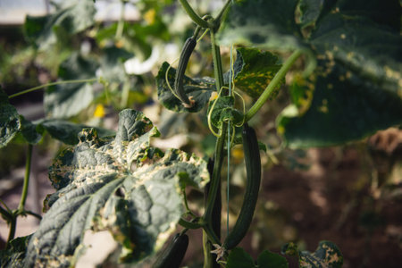 Cucumber growing in garden