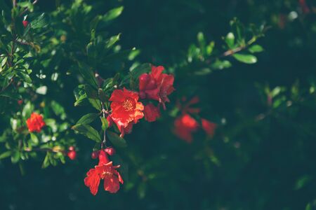 Branch of pomegranate flowerの写真素材