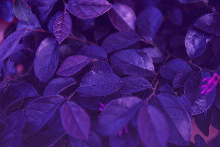 Creative layout made of green leaves. Flat lay. Nature background