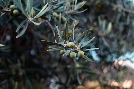 Olives on branch. Olive trees garden, mediterranean olive field.の写真素材