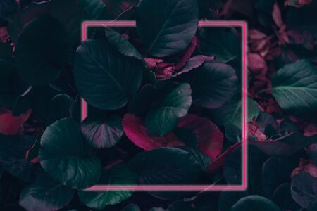Neon light frame glowing behind leaves. Duotone creative background with free space inside top view layoutの写真素材
