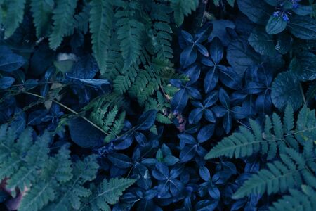 Creative layout made of dark green leaves. Flat lay. Nature background duotoneの写真素材