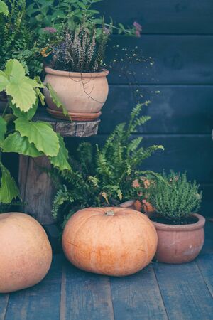 Pumpkins autumnal composition wooden background space for text vertical orientationの写真素材