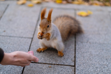 Squirrel with nuts in autumn park forest.