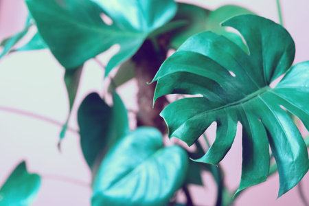 Close up tropical leaves of monstera pastel color background