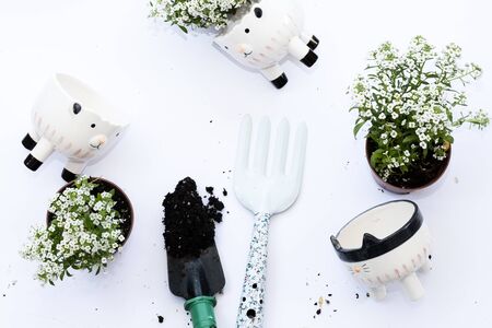 Arrangement of spring flowers planted in a flower pots. Top view copy spaceの写真素材