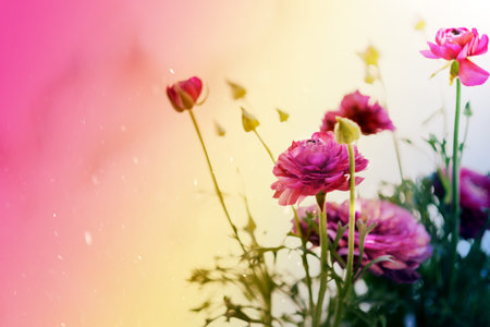 light pink persian buttercup flowers Ranunculus greeting card spring copy space layout