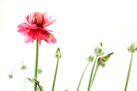 light pink persian buttercup flowers Ranunculus