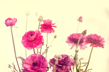 light pink persian buttercup flowers Ranunculus
