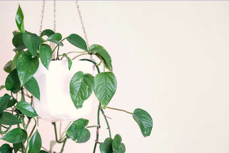 green plant hanging on white wall backgroundの写真素材