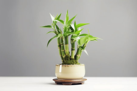Lucky Bamboo Plant. Small bamboo in the pot. generative ai. High quality illustrationの素材