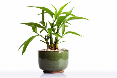 Lucky Bamboo Plant. Small bamboo in the pot. generative ai. High quality illustrationの素材