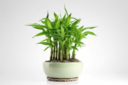 Lucky Bamboo Plant. Small bamboo in the pot. generative ai. High quality illustrationの素材