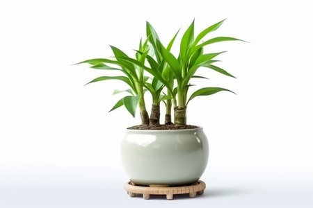 Lucky Bamboo Plant. Small bamboo in the pot. generative ai. High quality illustrationの素材