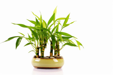 Lucky Bamboo Plant. Small bamboo in the pot. generative ai. High quality illustrationの素材