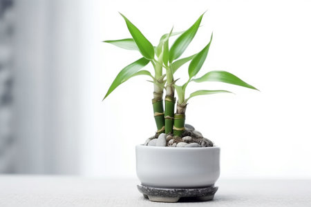 Lucky Bamboo Plant. Small bamboo in the pot. generative ai. High quality illustrationの素材