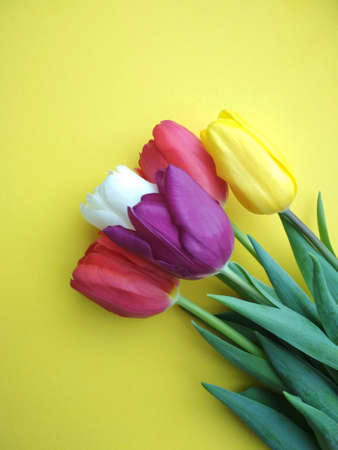 A bouquet of fresh tulips, a gift for the holidayの写真素材