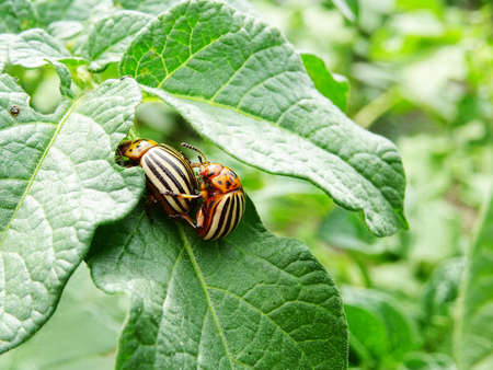 Destruction of the potato crop by the Colorado potato beetleの写真素材