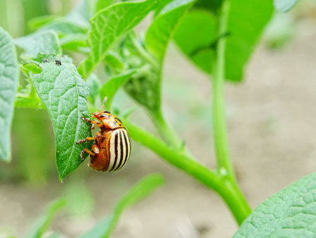 Destruction of the potato crop by the Colorado potato beetleの写真素材