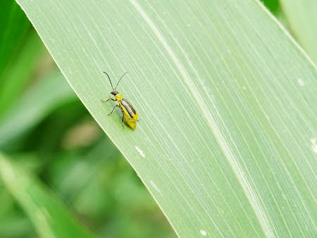 Diabrotica is a pest in corn fields in the natural environmentの写真素材