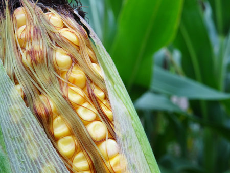 Damaged corn plants in the field, crop lossの写真素材