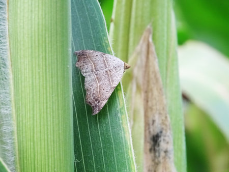 Damaged corn plants in the field, crop lossの写真素材