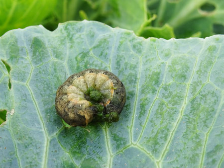 Loss of cabbage crop, plants damaged by caterpillars