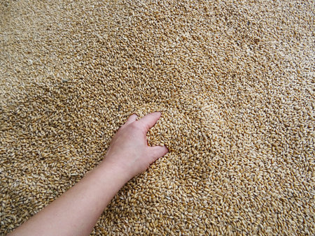 Grown crop of cereals, wheat seeds close-upの写真素材