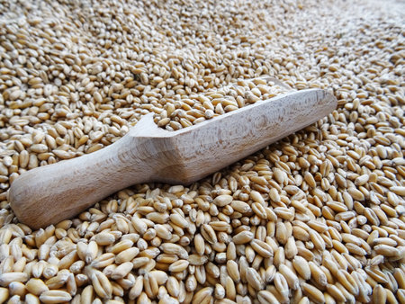 Grown crop of cereals, wheat seeds close-upの写真素材
