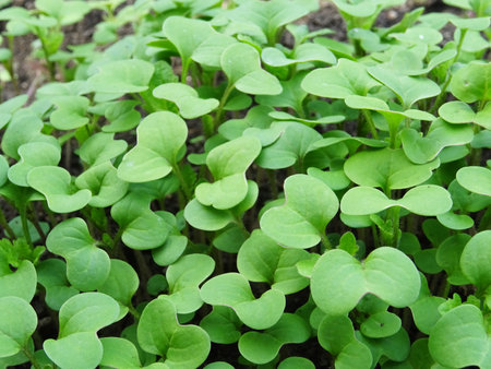 Growing mustard in natural conditions, young mustard plantsの写真素材