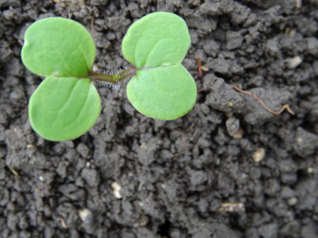 Growing mustard in natural conditions, young mustard plantsの写真素材