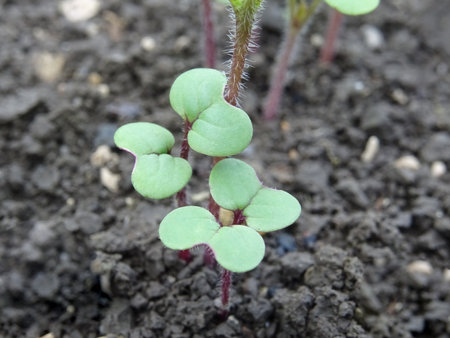 Growing mustard in natural conditions, young mustard plantsの写真素材