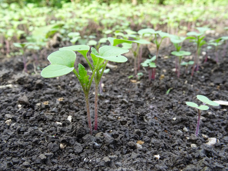 Growing mustard in natural conditions, young mustard plantsの写真素材
