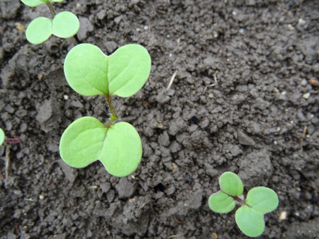 Growing mustard in natural conditions, young mustard plantsの写真素材