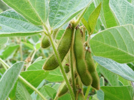 Growing soybeans in natural conditions, plants with flowers and beansの写真素材