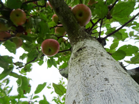 Ripe apples in the garden, harvesting apples in natural conditionsの写真素材