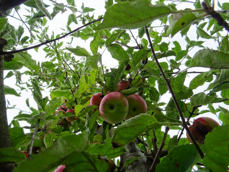 Ripe apples in the garden, harvesting applesの写真素材