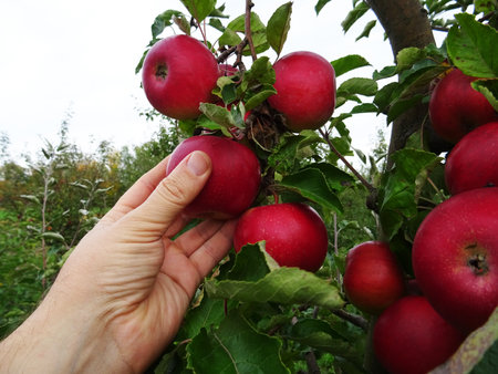 Ripe apples in the garden, harvesting applesの写真素材