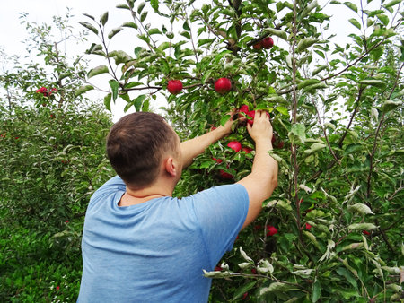 Ripe apples in the garden, harvesting applesの写真素材