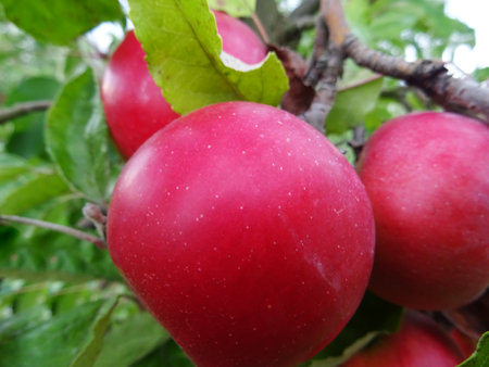 Ripe apples in the garden, harvesting applesの写真素材