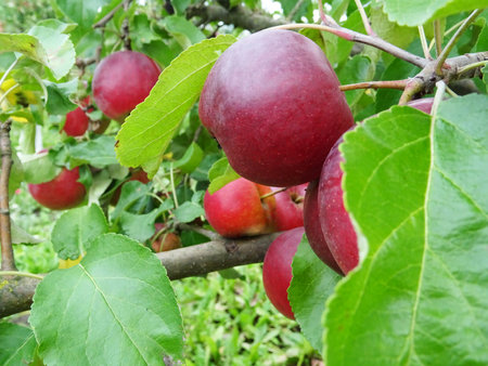 Ripe apples in the garden, harvesting applesの写真素材