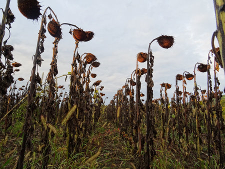 Ripe sunflower crop in the field, baskets with seeds for oil productionの写真素材