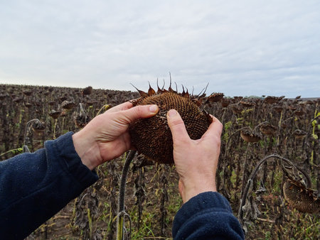 Ripe sunflower crop in the field, baskets with seeds for oil productionの写真素材