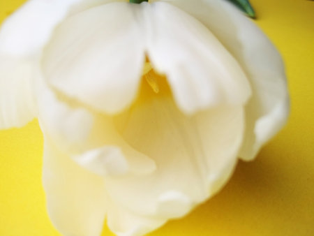 Tulips for the holiday, give flowers to improve healthの写真素材
