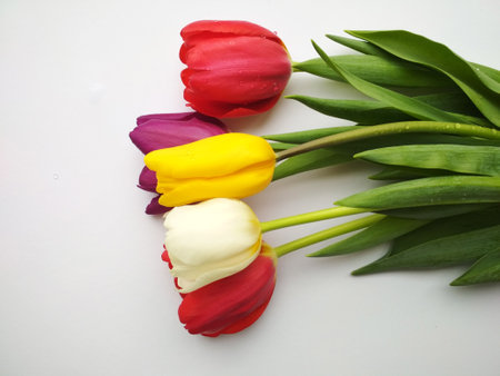 Tulips for the holiday, give flowers to improve healthの写真素材