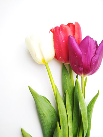 Tulips for the holiday, give flowers to improve healthの写真素材