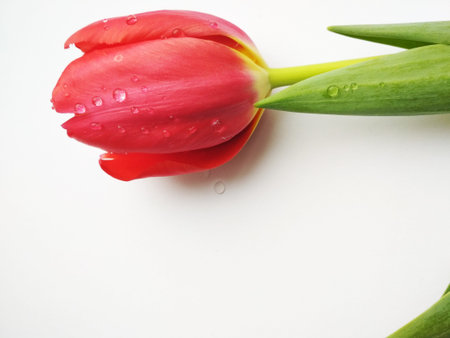 Tulips for the holiday, give flowers to improve healthの写真素材