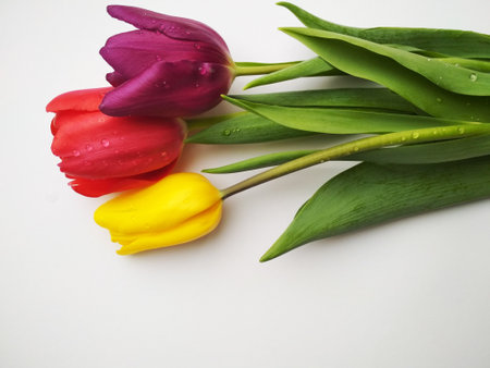 Tulips for the holiday, give flowers to improve healthの写真素材