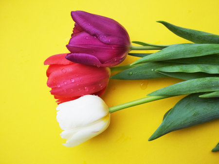 Tulips for the holiday, give flowers to improve healthの写真素材
