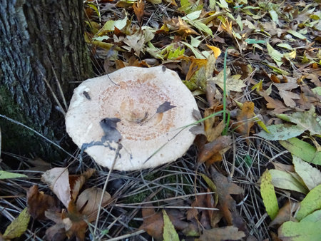 Collected mushrooms in the forest in natural conditions, background imageの写真素材